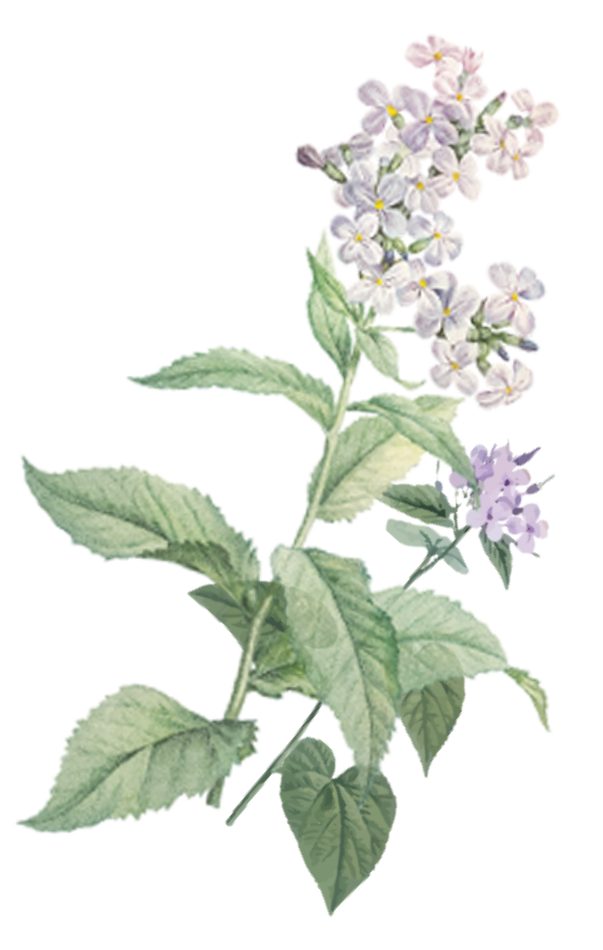 Flower ornament