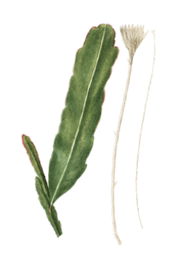 Flower ornament