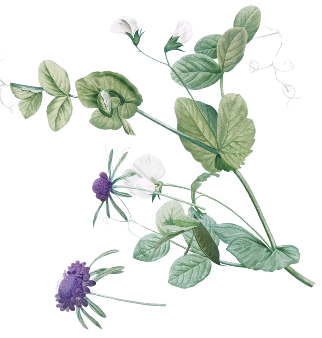 Countdown flower