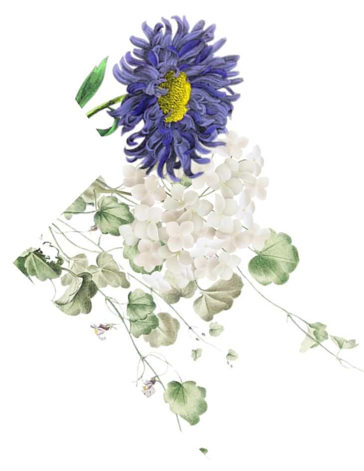 Countdown flower